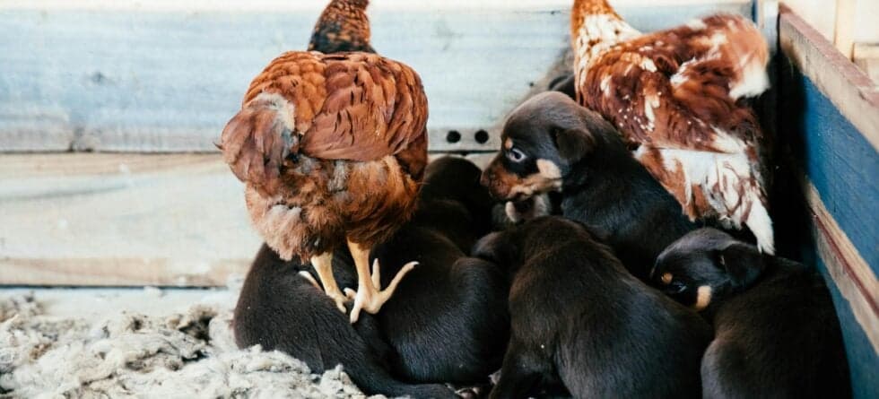 How To Avoid Buying From A Puppy Mill?