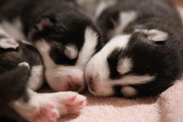 How To Check If A Breeder Is Legit?