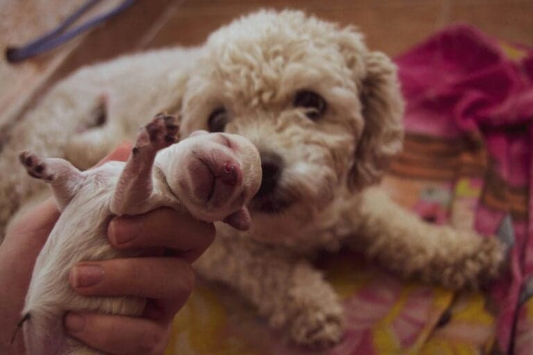 Is It Cruel To Take Puppies Away From Their Mom?