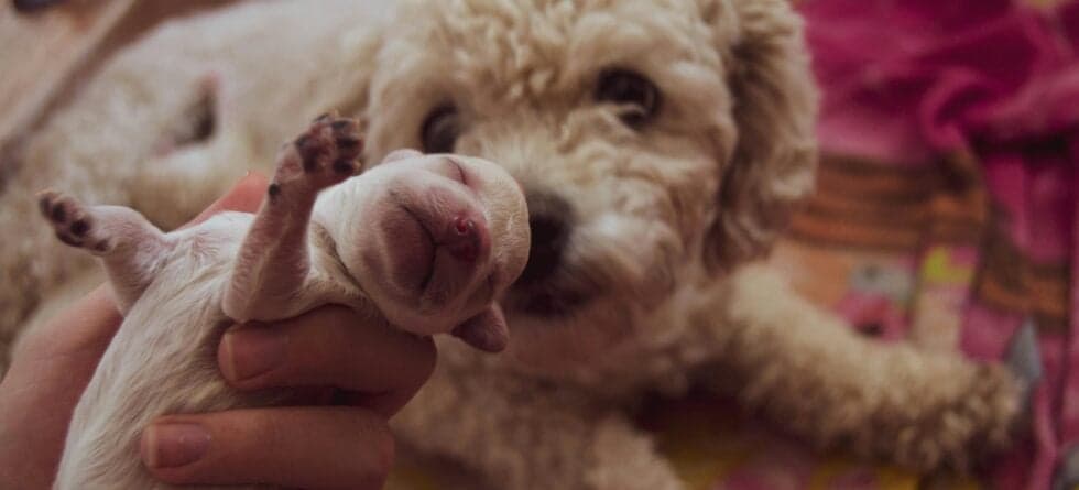 Is It Cruel To Take Puppies Away From Their Mom?
