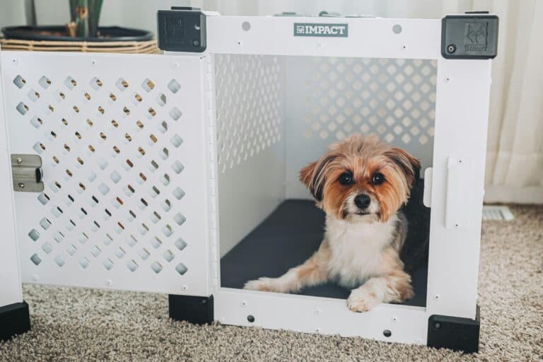 Should I Leave A Pee Pad In A Crate?