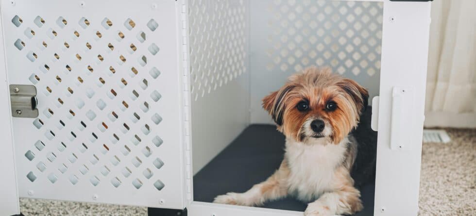 Should I Leave A Pee Pad In A Crate?