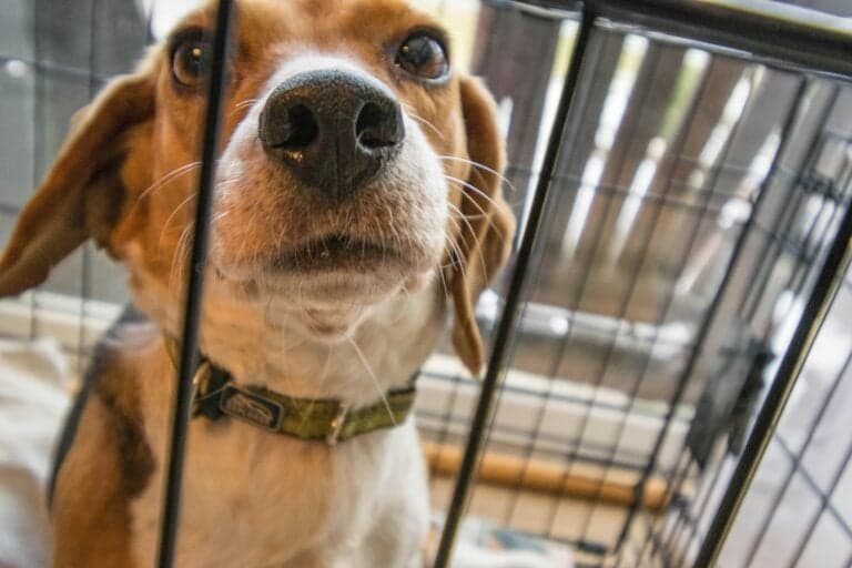 Should I Take Puppy Out Of Crate At Night To Pee?