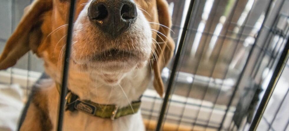 Should I Take Puppy Out Of Crate At Night To Pee?