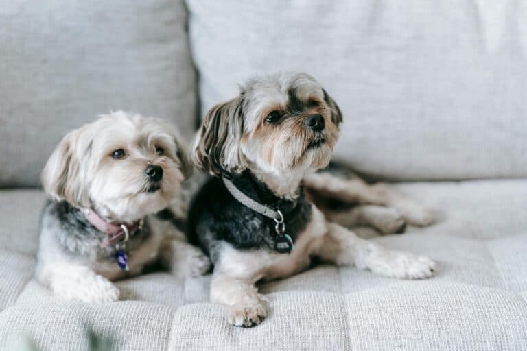 What Do Breeders Do With Unsold Puppies?