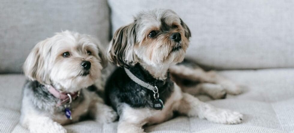 What Do Breeders Do With Unsold Puppies?