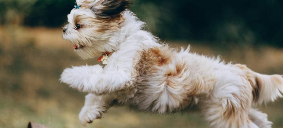 What Does No One Tell You About Getting A Puppy?
