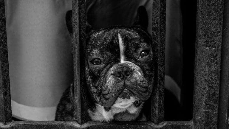 What Happens To Puppy Mill Puppies That Don’t Sell?