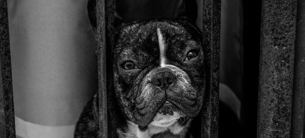 What Happens To Puppy Mill Puppies That Don’t Sell?