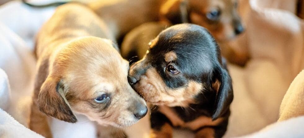 What Is Littermate Syndrome In Puppies?