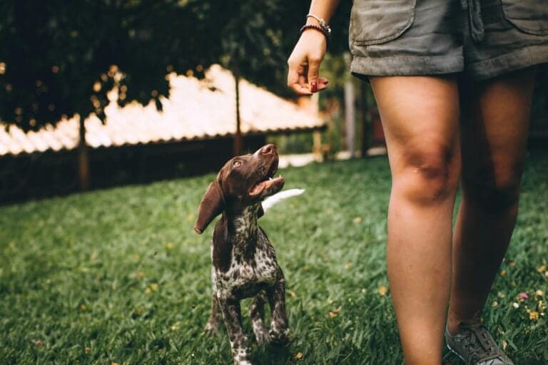 What Is The 3-Second Rule For Puppies?