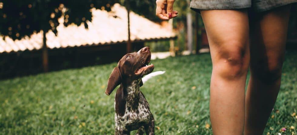 What Is The 3-Second Rule For Puppies?