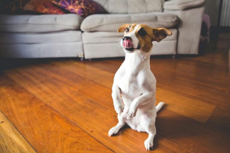 What Is The First Thing You Should Train Your Puppy?