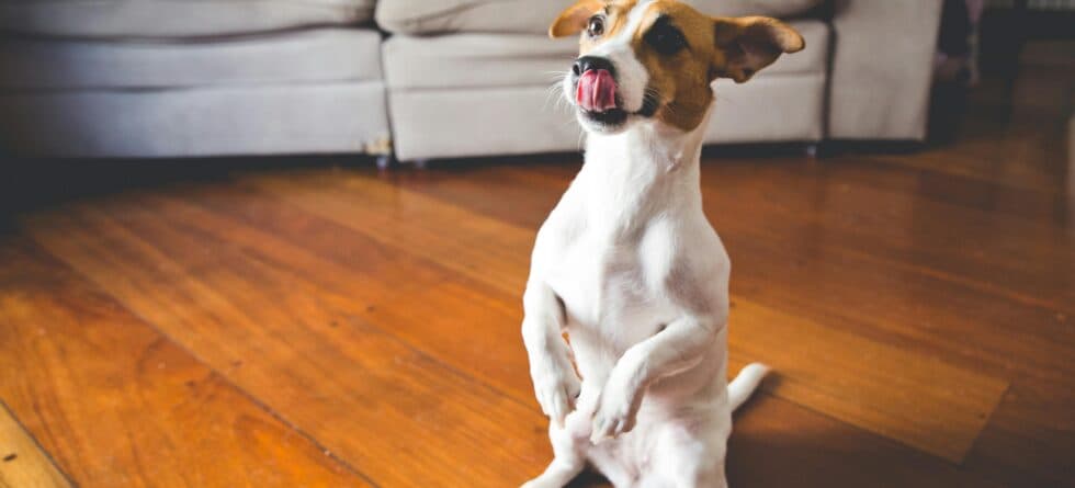 What Is The First Thing You Should Train Your Puppy?