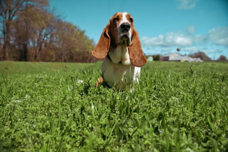 What Is The Hardest Dog To Potty Train?