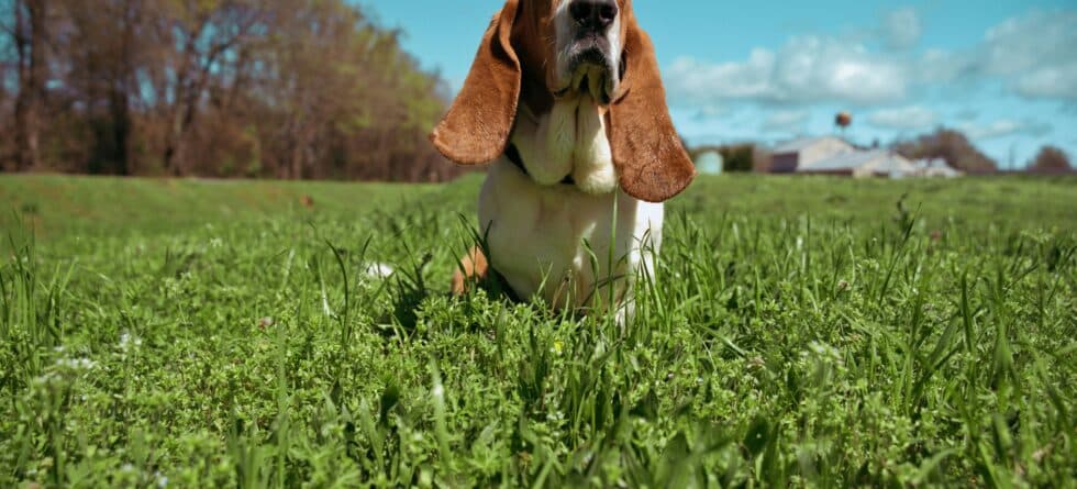 What Is The Hardest Dog To Potty Train?