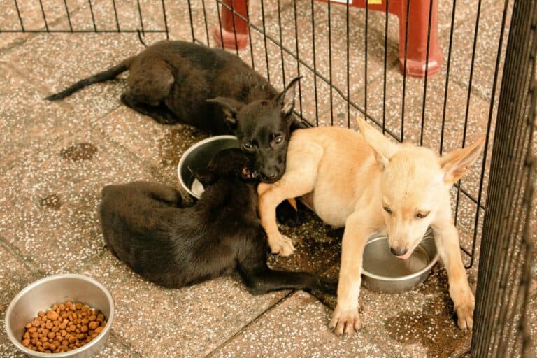 Where Do Breeders Keep Their Puppies?