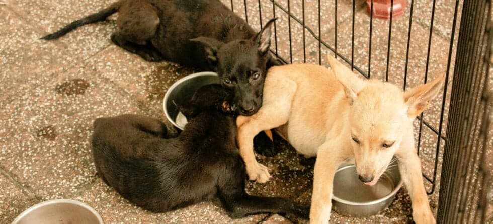 Where Do Breeders Keep Their Puppies?