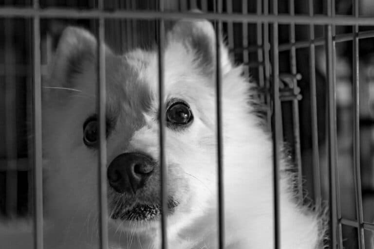Why You Shouldn’t Buy From Puppy Mills?