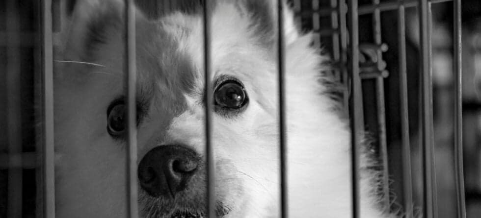Why You Shouldn’t Buy From Puppy Mills?