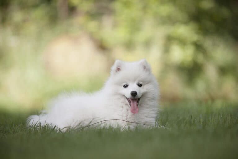 Do Puppy Pads Hinder Potty Training?