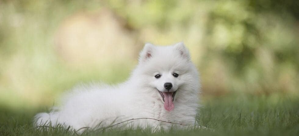 Do Puppy Pads Hinder Potty Training?
