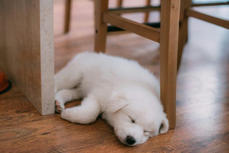 How Long Can Puppies Be Left Alone?