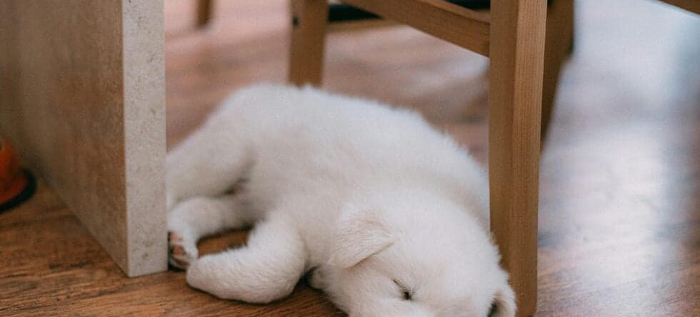 How Long Can Puppies Be Left Alone?