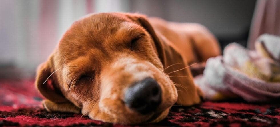 How Long Should Puppies Sleep At Night?