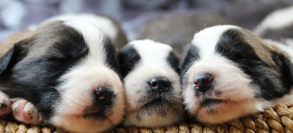How To Pick A Puppy From A Litter?