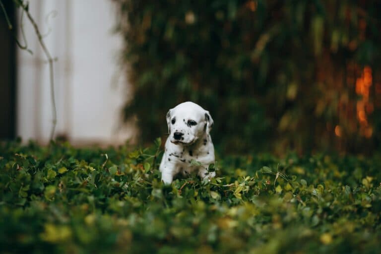 How To Pick A Puppy From A Litter At 5 Weeks?