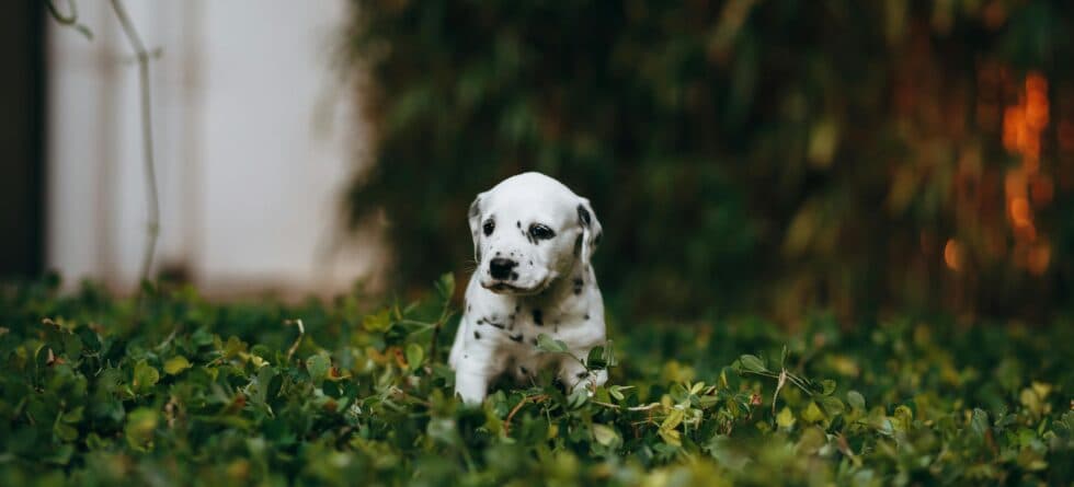 How To Pick A Puppy From A Litter At 5 Weeks?