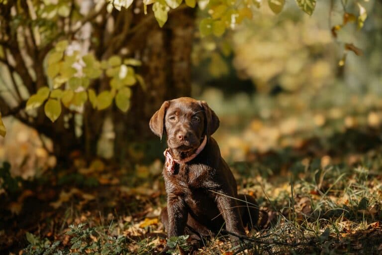 Is It Better To Get A Puppy At 8 Weeks Or 12 Weeks?
