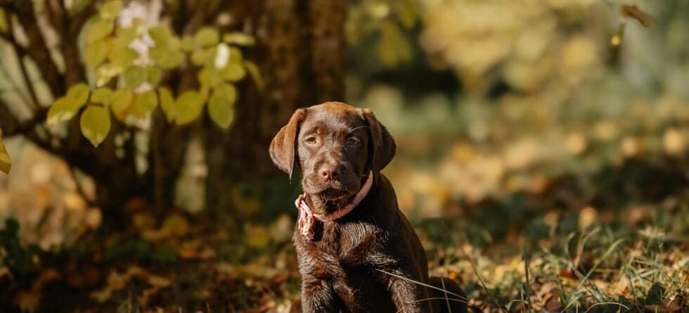 Is It Better To Get A Puppy At 8 Weeks Or 12 Weeks?