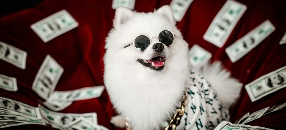 Is There An Ethical Way To Buy A Puppy?