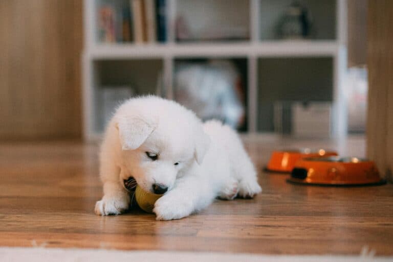 What Behaviors To Look For When Picking A Puppy?