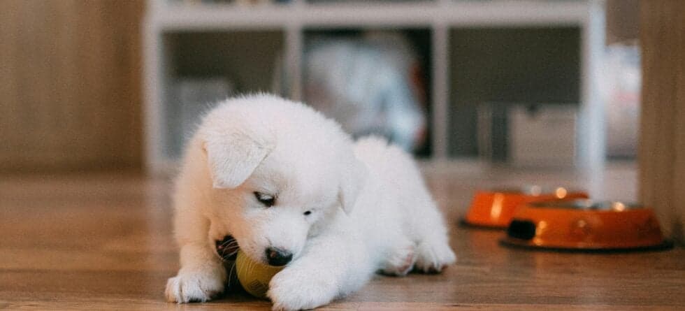 What Behaviors To Look For When Picking A Puppy?