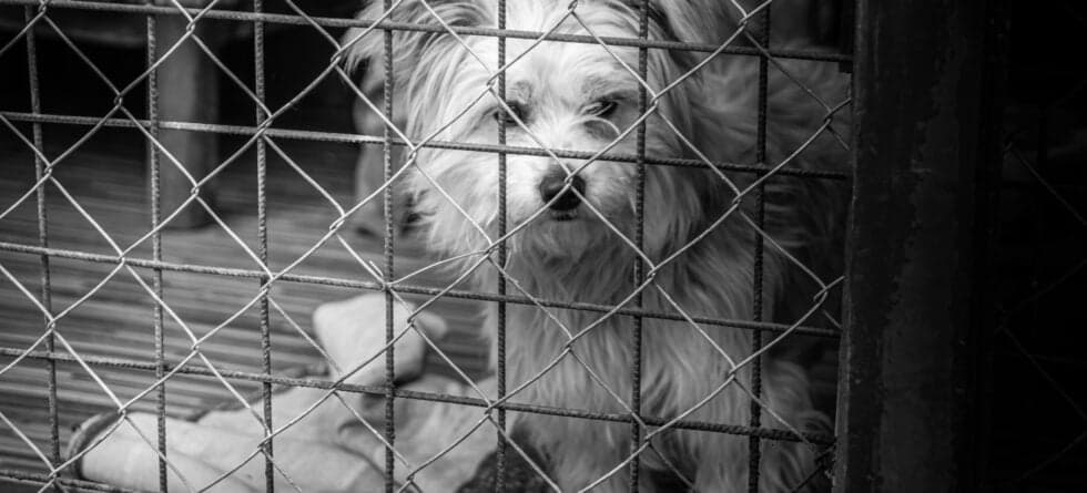 What Happens To Unsold Puppies From Puppy Mills?