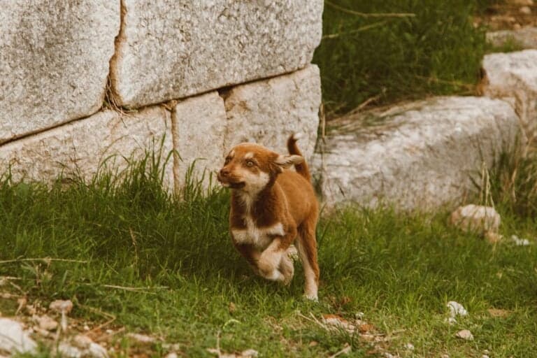 What Is The Puppy 1/2 Rule?