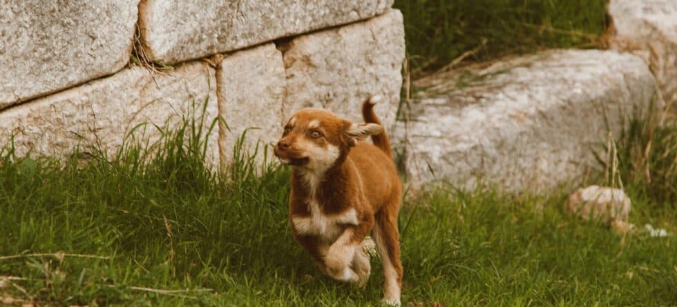 What Is The Puppy 1/2 Rule?