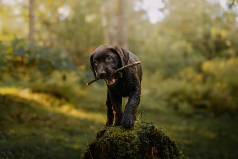 Why Should You Avoid Puppies Over 12 Weeks?
