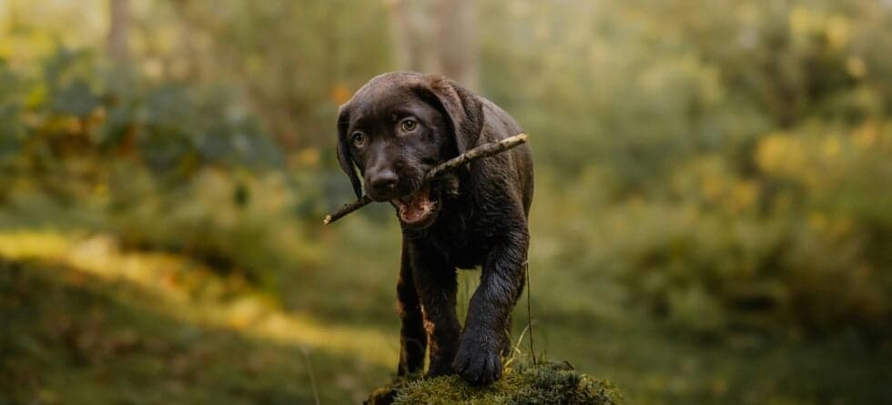 Why Should You Avoid Puppies Over 12 Weeks?