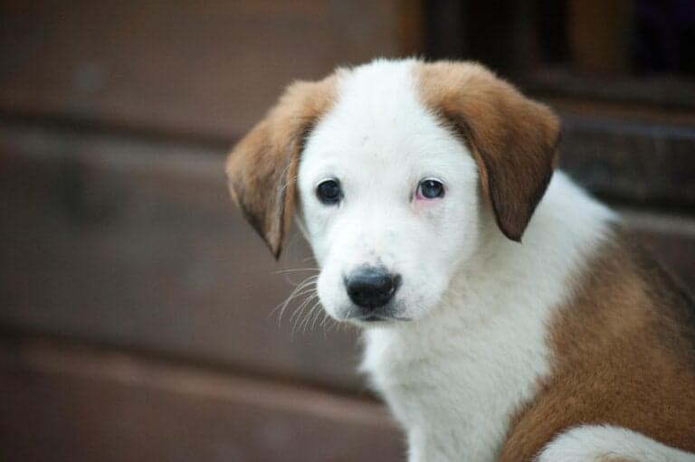 Why Should You Not Take A Puppy Before 8 Weeks?