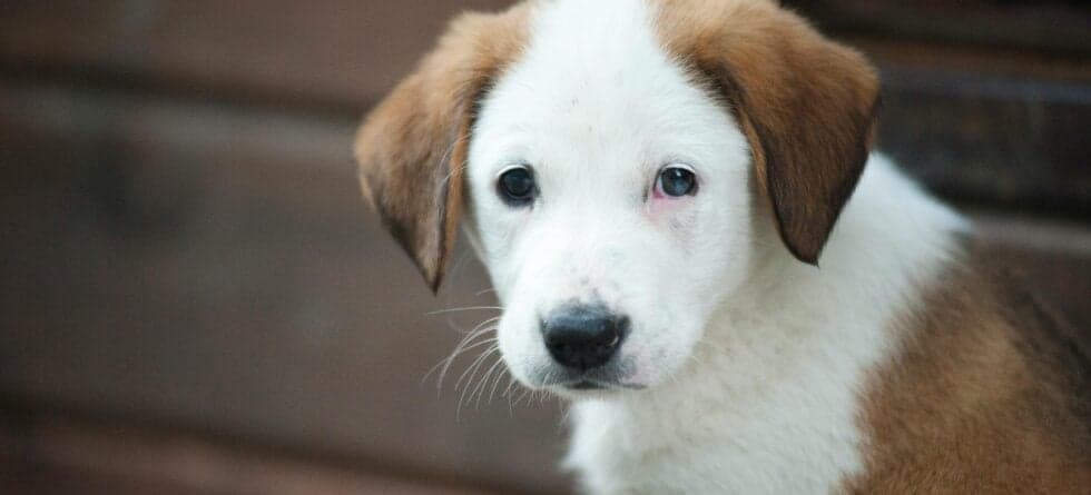 Why Should You Not Take A Puppy Before 8 Weeks?