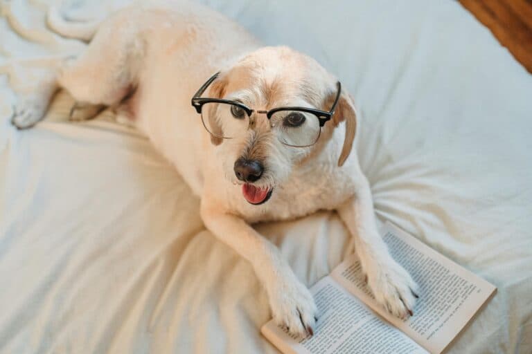 How Do I Make Sure I Don’t Get Scammed Buying A Puppy?