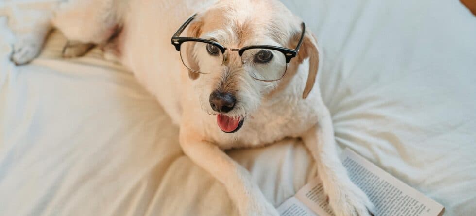 How Do I Make Sure I Don’t Get Scammed Buying A Puppy?