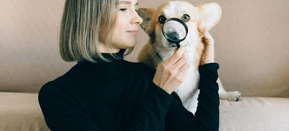 How Do You Know If A Puppy Is Legit?