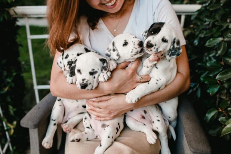 Is It Bad To Buy From A Dog Breeder?