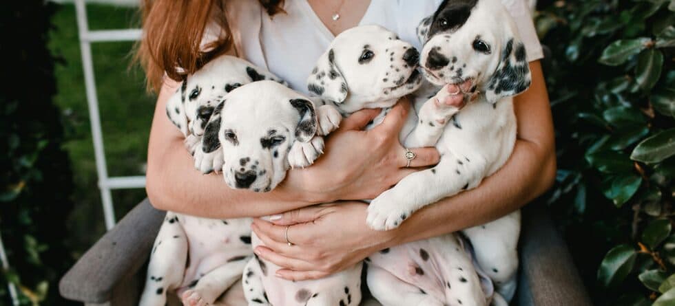 Is It Bad To Buy From A Dog Breeder?