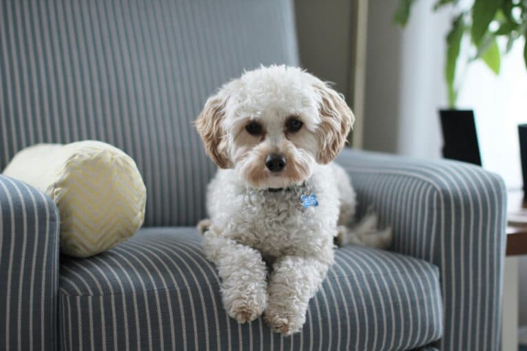 Is It Okay To Buy A 12 Week Old Puppy?